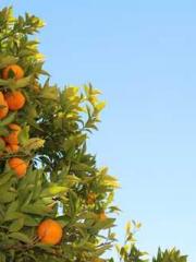 lt;Liang Yimo Cold N