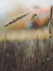 Lin Feng Lin Yun Yao