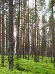 The Heavenly Physici