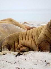 Rong Zhao, male, Nin